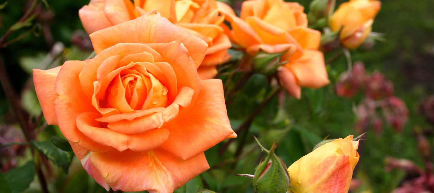 Les rosiers