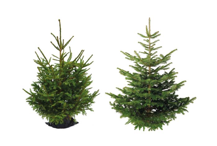 Les sapins naturels