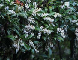 Leucothoe