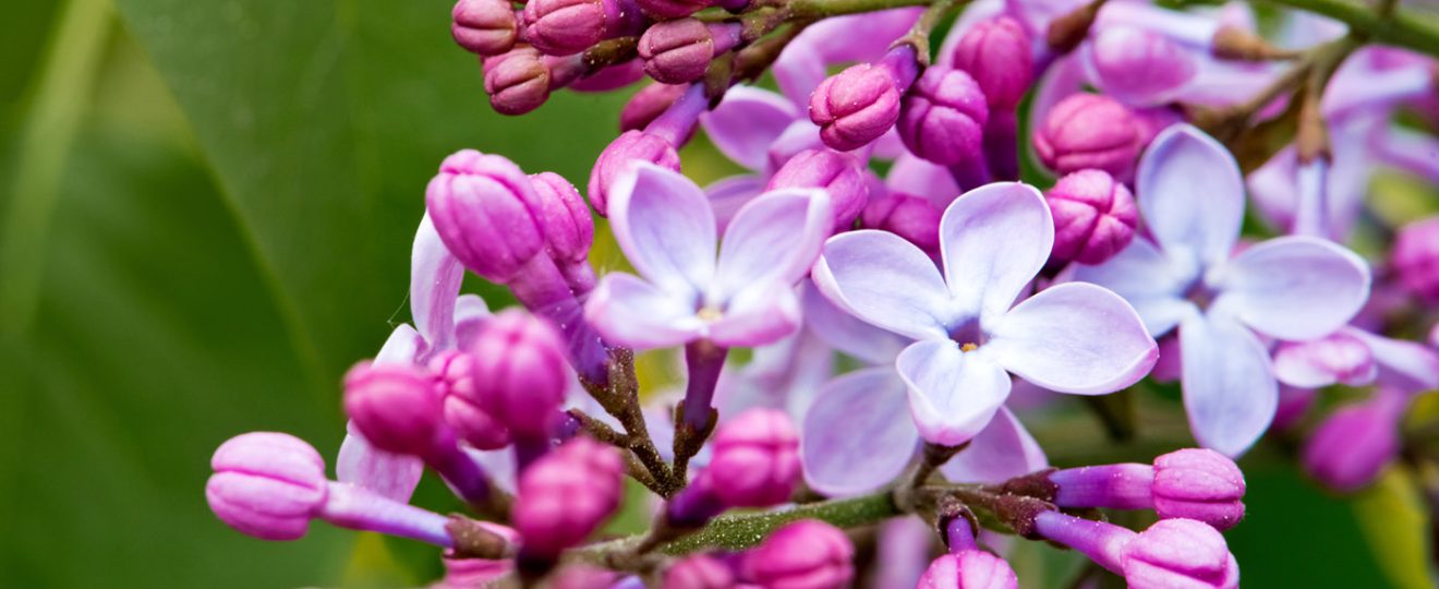 Lilas