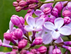 Lilas