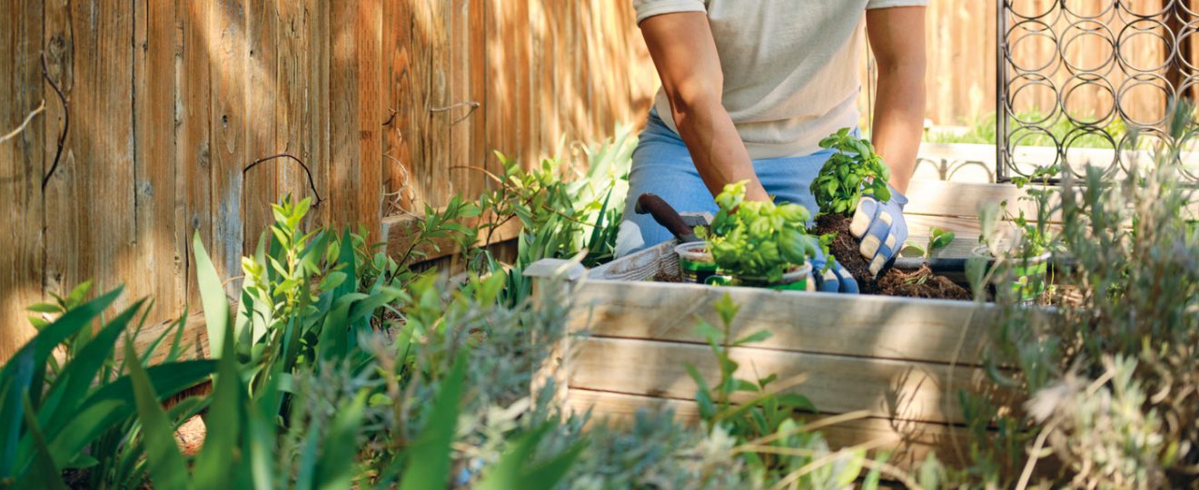 L'ombre au potager