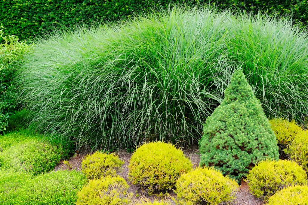 MISCANTHUS SINENSIS ‘MORNING LIGHT’