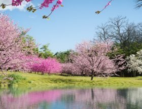 Arbres et arbustes fleuris du mois de mars