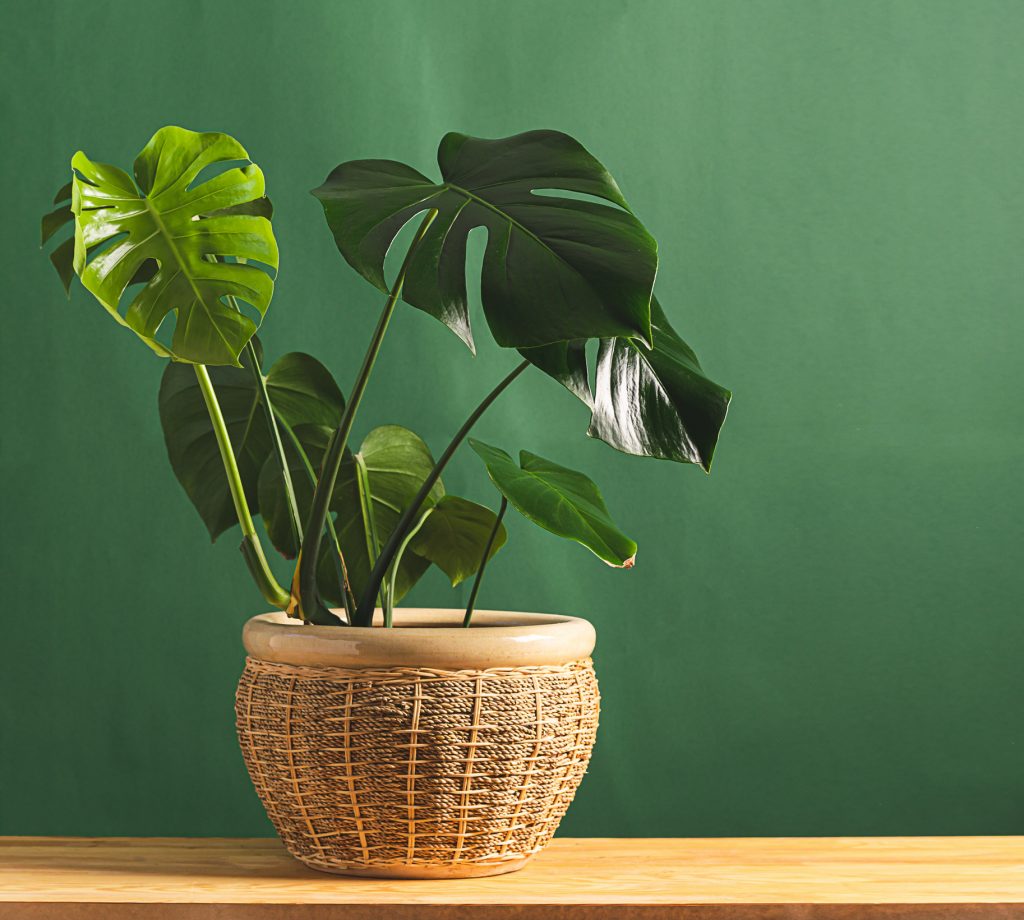 Plante tropical monstera deliciosa