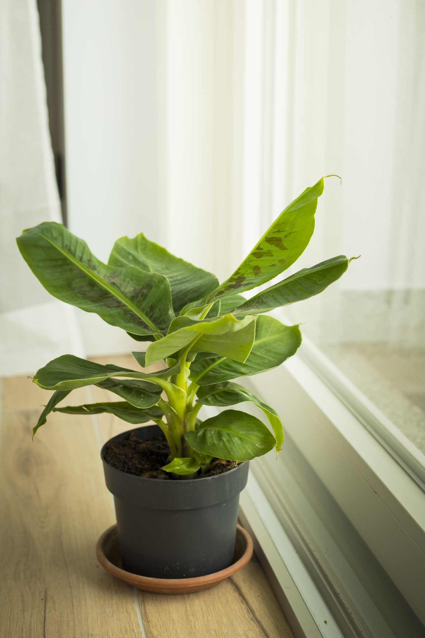 10 PLANTES D’INTÉRIEUR À GRANDES FEUILLES — free download