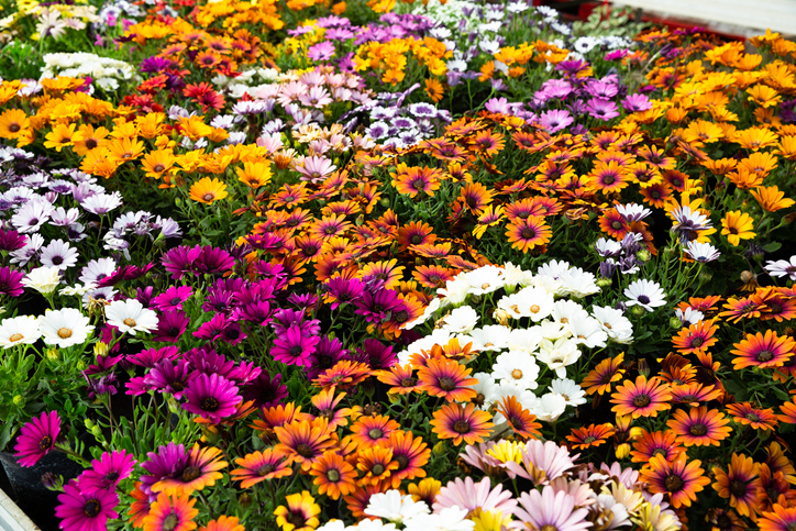 Marguerites du cap