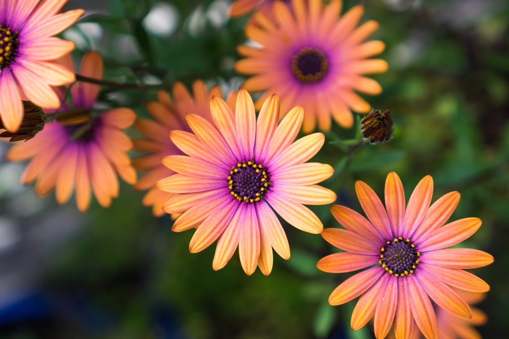 Osteospermum orange mauve