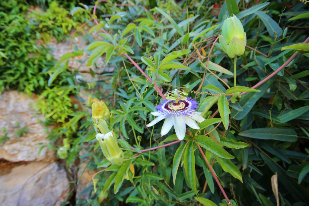 PASSIFLORA CAERULEA