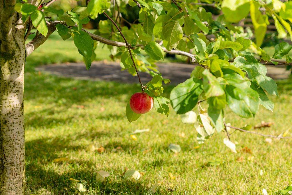 POMMIER (en cordon)