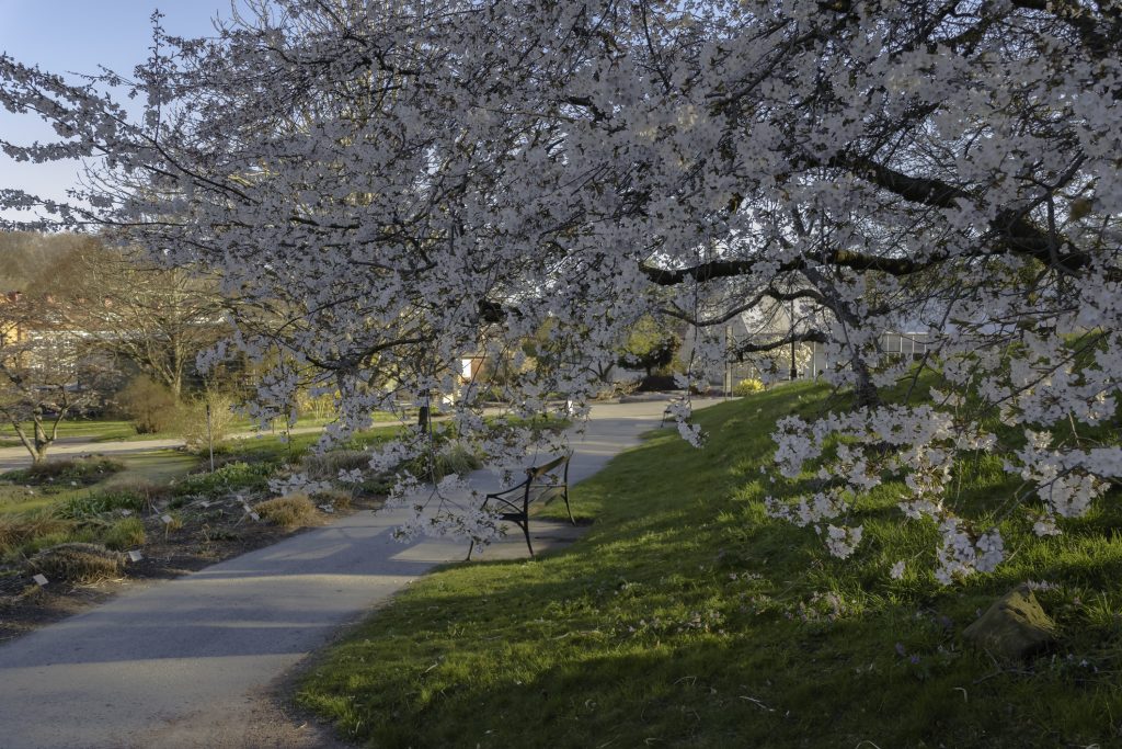 Prunus incisa 'Kojo No Mai'