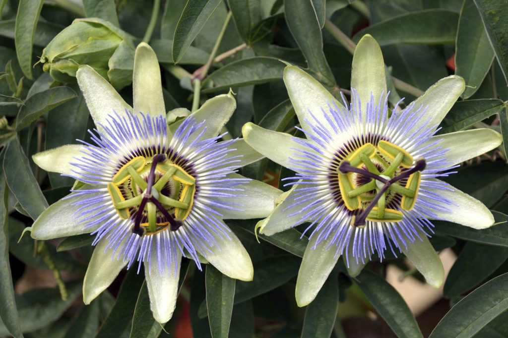 Passiflore fleurs - Passiflora caerulea