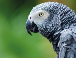 Perroquet gris du Gabon - Jaco