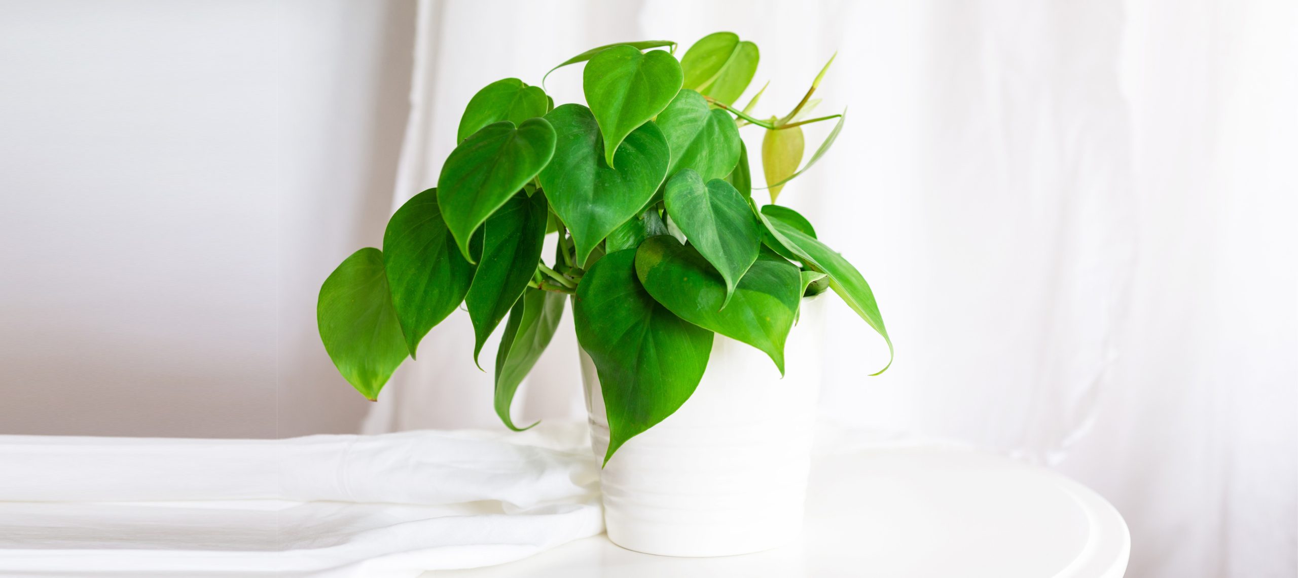 tall bamboo plants indoor Nearly Natural 12ft. Artificial Bamboo Tree with Real Bamboo Trunks