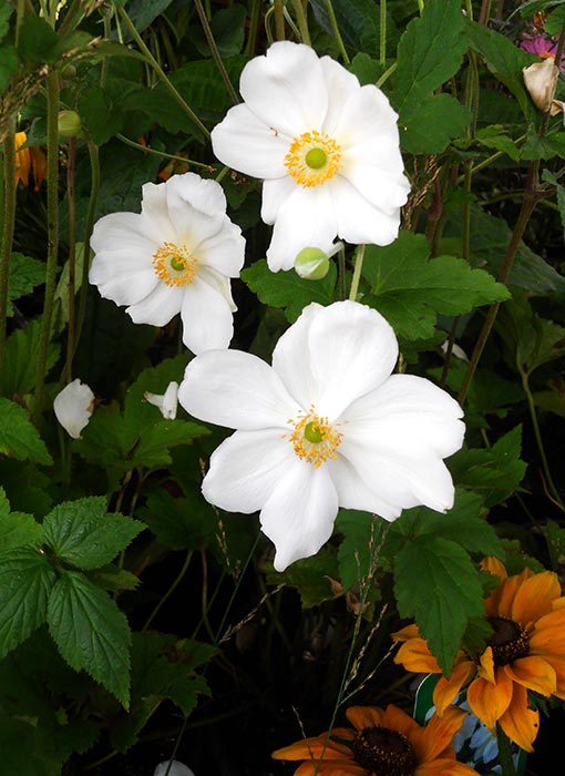 LES ANEMONES DU JAPON -