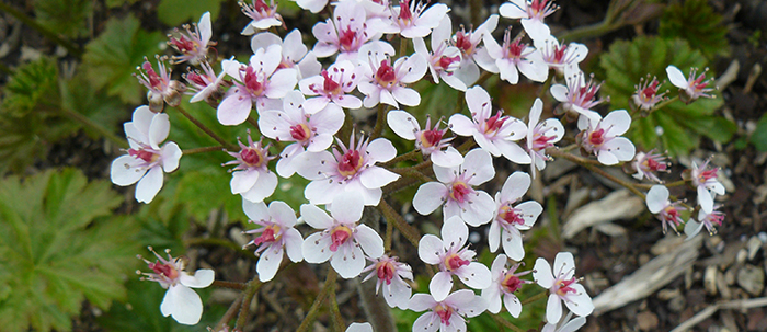 LES PLUS BELLES PLANTES VIVACES À GROS FEUILLAGE -