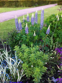 lupins_20