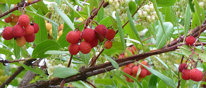 8 arbustes à petits fruits originaux - Elle Décoration