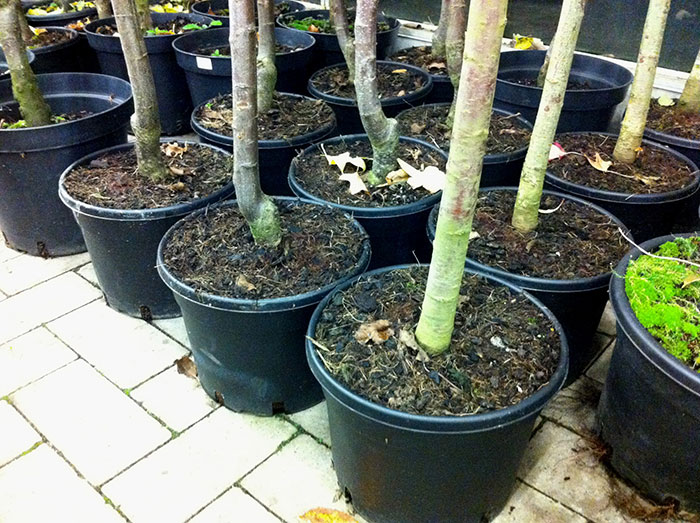 Planter des végétaux en racines nues