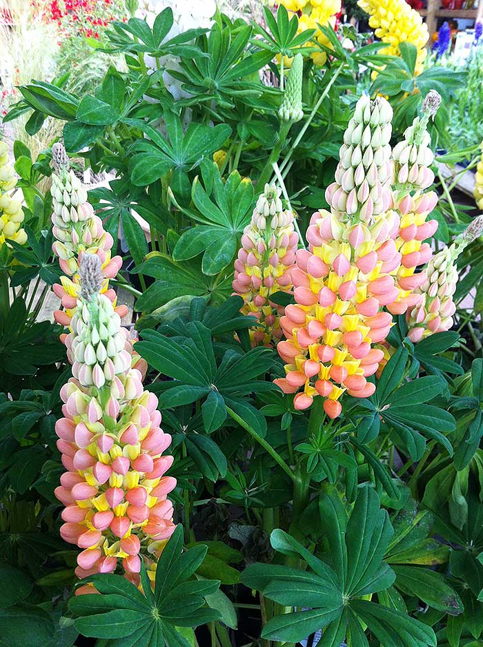 lupins_16