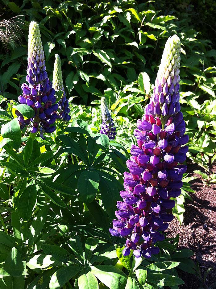 lupins_22