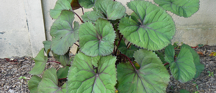 LES PLUS BELLES PLANTES VIVACES À GROS FEUILLAGE -