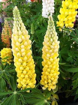 lupins_19