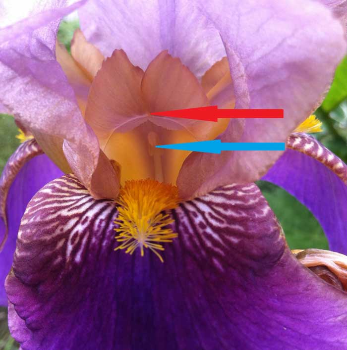 les-iris-barbus-6