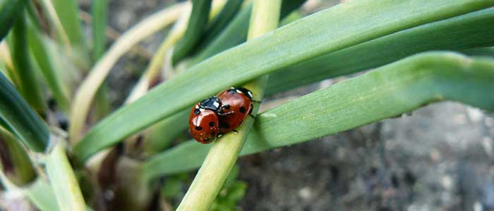 Les coccinelles, choisir entre larves ou adultes ? - Bioplanet