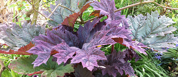 LES PLUS BELLES PLANTES VIVACES À GROS FEUILLAGE -