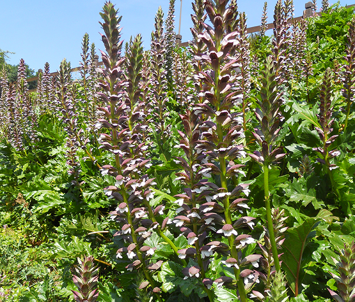 LES PLUS BELLES PLANTES VIVACES À GROS FEUILLAGE -