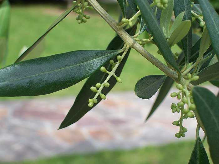 Floraison et fructification des oliviers