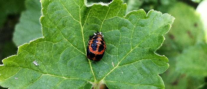 Les coccinelles, choisir entre larves ou adultes ? - Bioplanet