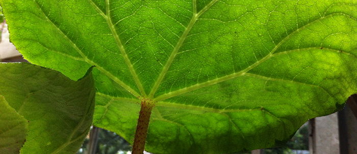 LES PLUS BELLES PLANTES VIVACES À GROS FEUILLAGE -