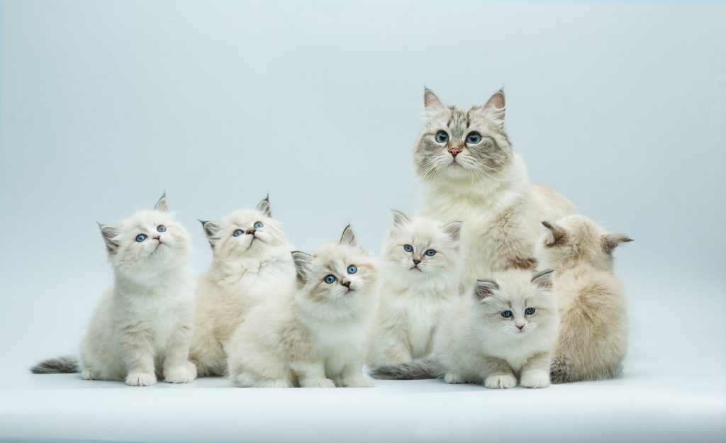 Une maman Sibérien aves ses chatons