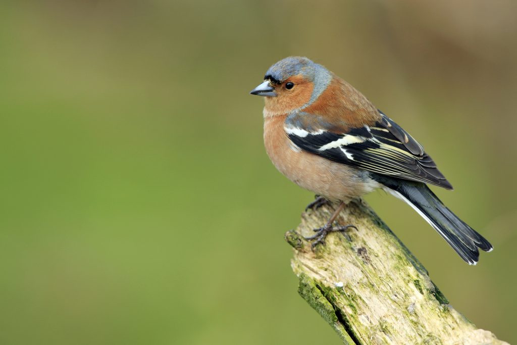 Pinson des arbres / Fringilla coelebs