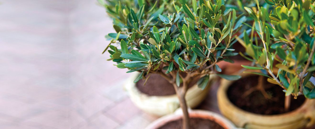 Planter un arbre en pot