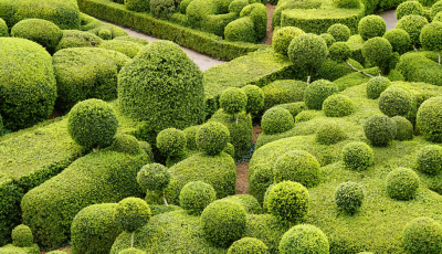 Plantes topiaires