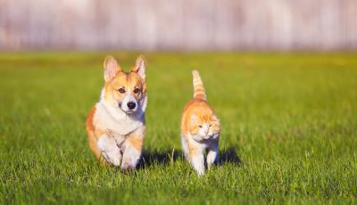 Prendre-soin-de-son-animal-en-été-avec-les-fortes-chaleurs