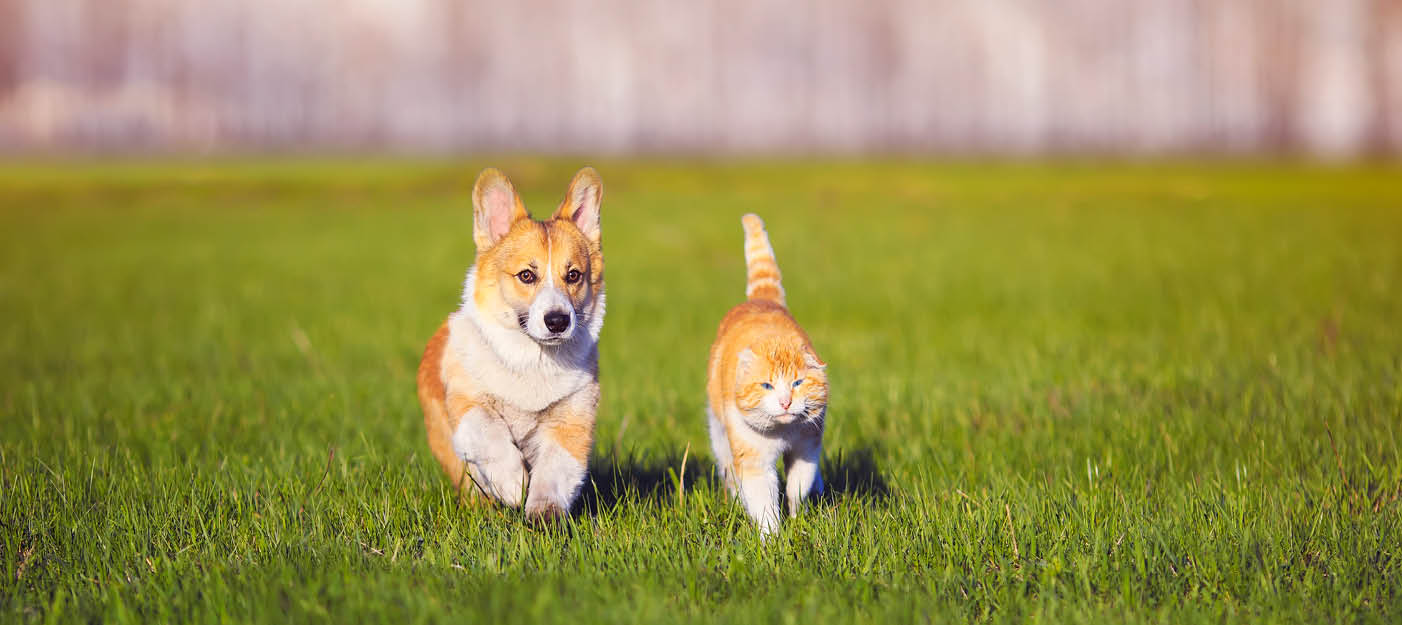 Prendre-soin-de-son-animal-en-été-avec-les-fortes-chaleurs