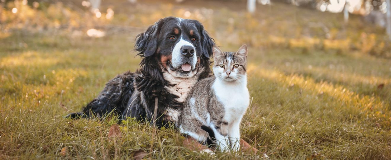 Prendre soin de son animal en printemps