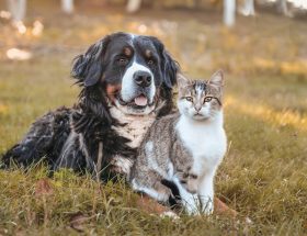 Prendre soin de son animal en printemps