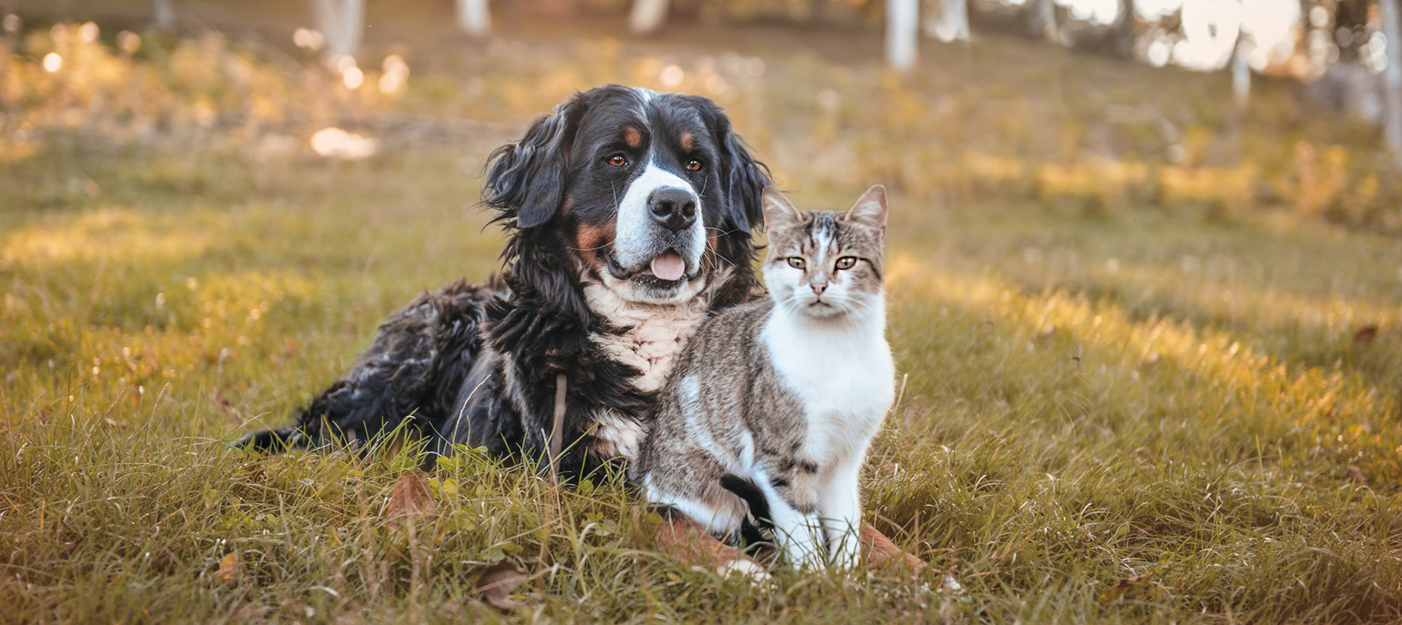 Prendre soin de son animal en printemps