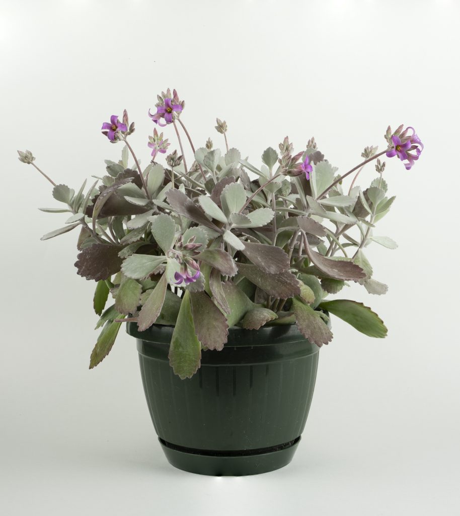 Le Kalanchoë pumila avec fleurs roses dans un pot noir