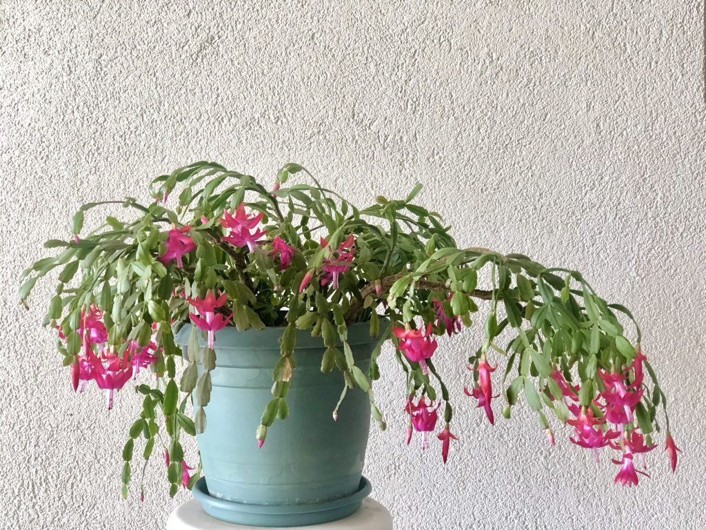 Schlumbergera truncata - Cactus de Noël