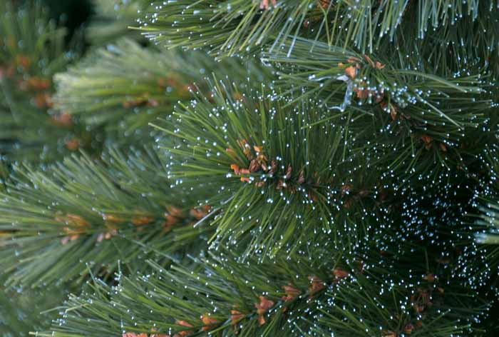 Sapins artificiels