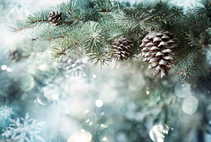 Sapins naturels