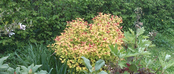 Spiraea-japonica-'Hubert-Gold'