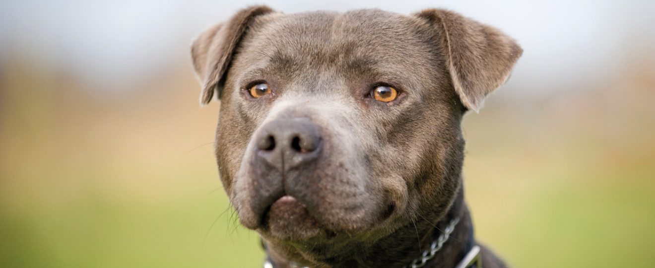 Staffordshire Bull Terrier