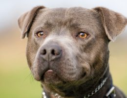 Staffordshire Bull Terrier